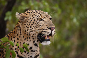 Leopard / Leopard / Panthera pardus...