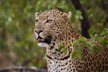 Leopard / Leopard / Panthera pardus...