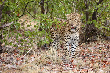 Leopard / Leopard / Panthera pardus.