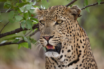 Leopard / Leopard / Panthera pardus...