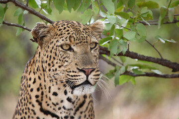 Leopard / Leopard / Panthera pardus.