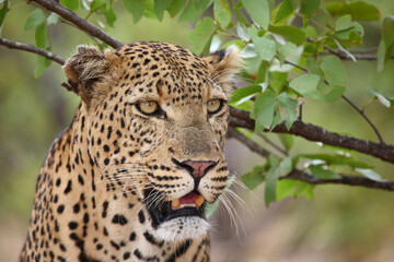 Leopard / Leopard / Panthera pardus...