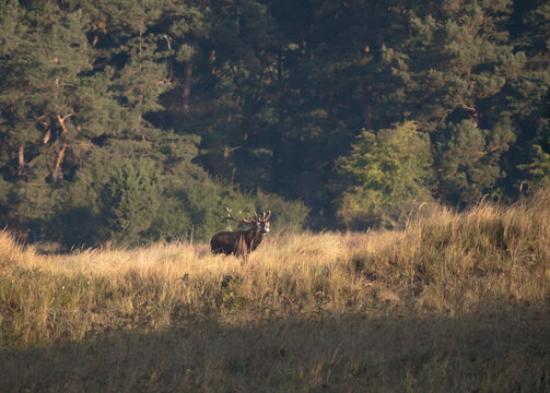 Der Rothirsch (Cervus elaphus), j&auml;gersprachlich Rotwild und seltener auch Edelhirsch genannt

