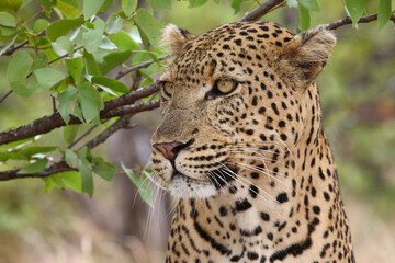 Leopard / Leopard / Panthera pardus.