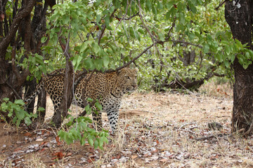 Leopard / Leopard / Panthera pardus.