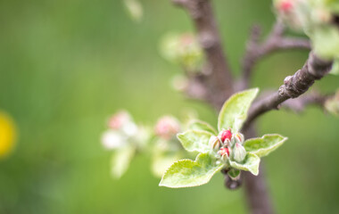 Pink flowers of a blossoming apple tree on a sunny day close-up in nature outdoors. Apple tree blossoms in spring. Selective focus. Beautiful apple orchard plantation.