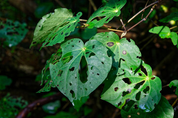 Kawakawa leaves pocked with holes caused by the looper caterpillar Cleora scriptaria.