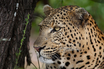 Leopard / Leopard / Panthera pardus.