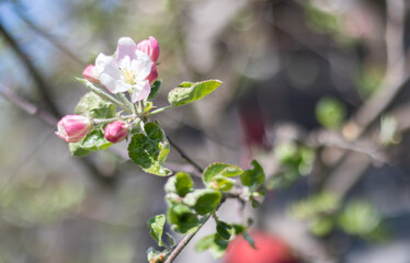 Pink flowers of a blossoming apple tree on a sunny day close-up in nature outdoors. Apple tree blossoms in spring. Selective focus. Beautiful apple orchard plantation.