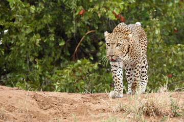 Leopard / Leopard / Panthera pardus.