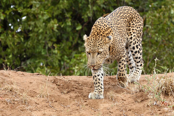 Leopard / Leopard / Panthera pardus.