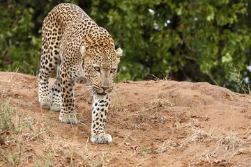 Leopard / Leopard / Panthera pardus.