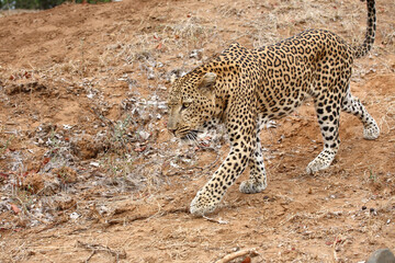 Leopard / Leopard / Panthera pardus.