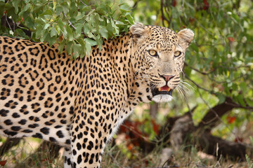 Leopard / Leopard / Panthera pardus.