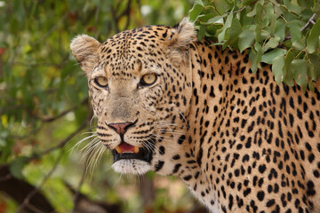 Fototapeta na wymiar Leopard / Leopard / Panthera pardus...