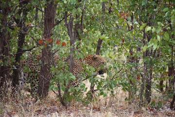 Leopard / Leopard / Panthera pardus.