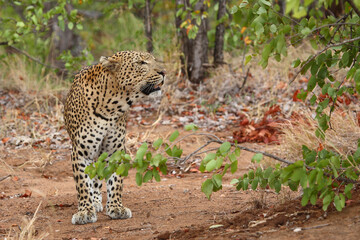 Leopard / Leopard / Panthera pardus.