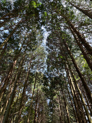 This is a forest road in Jeju Island.