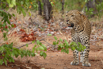 Leopard / Leopard / Panthera pardus.