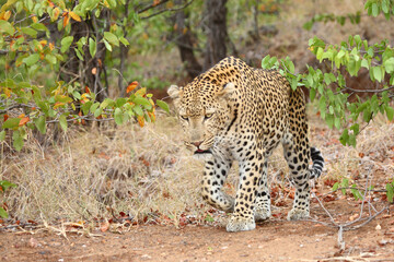 Leopard / Leopard / Panthera pardus.