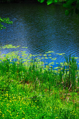 landscape with a lake or near it in early summer in the middle zone of the European part of the continent 