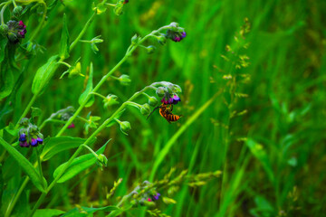 Fototapeta premium plants in meadows in early summer, flowering and growth 