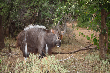 Nyala / Nyala / Tragelaphus angasii.