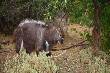 Nyala / Nyala / Tragelaphus angasii.