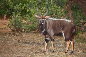 Fototapeta premium Nyala / Nyala / Tragelaphus angasii.