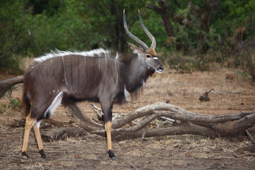 Nyala / Nyala / Tragelaphus angasii.