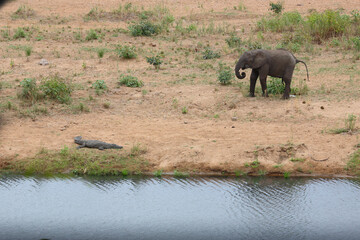 Afrikanischer Elefant und Nilkrokodil / African elephant and Nile crocodile / Loxodonta africana et Crocodylus niloticus.