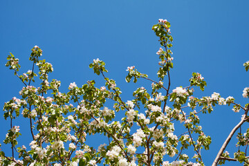 blooming tree in spring with flowers, nature background with sunlight bokeh

