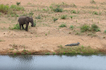 Afrikanischer Elefant und Nilkrokodil / African elephant and Nile crocodile / Loxodonta africana et...