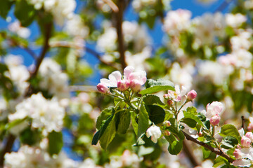 blooming tree in spring with flowers, nature background with sunlight bokeh
