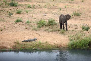 Afrikanischer Elefant und Nilkrokodil / African elephant and Nile crocodile / Loxodonta africana et...
