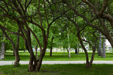 abstract tree in park, selective focus 