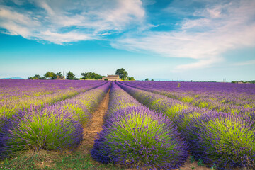 Fototapeta na wymiar Cultivated purple lavender fields and rural landscape, Valensole, Provence, France