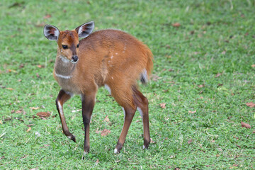 Buschbock / Bushbuck / Tregelaphus scriptus.