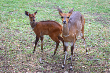 Buschbock / Bushbuck / Tregelaphus scriptus.