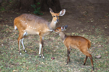 Buschbock / Bushbuck / Tregelaphus scriptus.