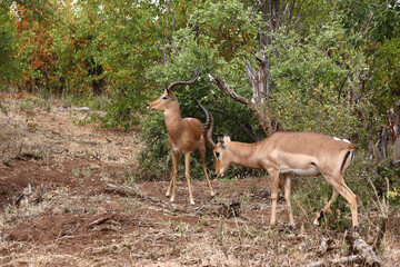 Schwarzfersenantilope / Impala / Aepyceros melampus.