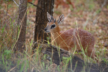 Sharpe-Greisbock / Sharpe's grysbok / Raphicerus sharpei