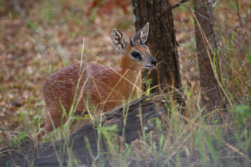 Sharpe-Greisbock / Sharpe's grysbok / Raphicerus sharpei