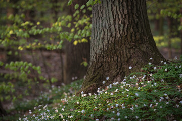 kwitnące zawilce w lesie w tle pień dębu