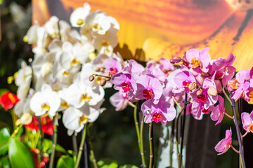 Closeup view to orchid flower Phalaenopsis. Multiple flowers of variant colors, detail macro view.