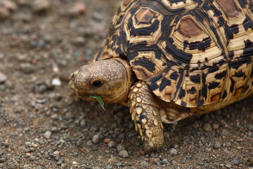 Leopardenschildkröte / Leopard tortoise / Geochelone pardalis