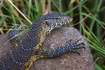 Nilwaran / Nile monitor / Varanus niloticus