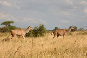 Großer Kudu / Greater kudu / Tragelaphus strepsiceros