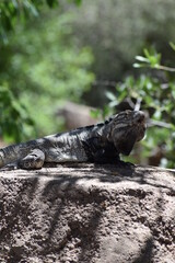 iguana on the rock in tucson, arizona