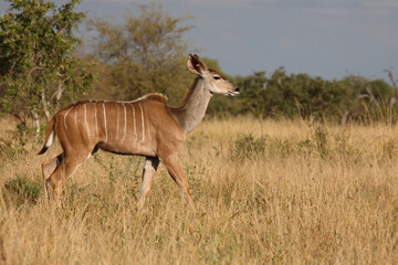 Großer Kudu / Greater kudu / Tragelaphus strepsiceros